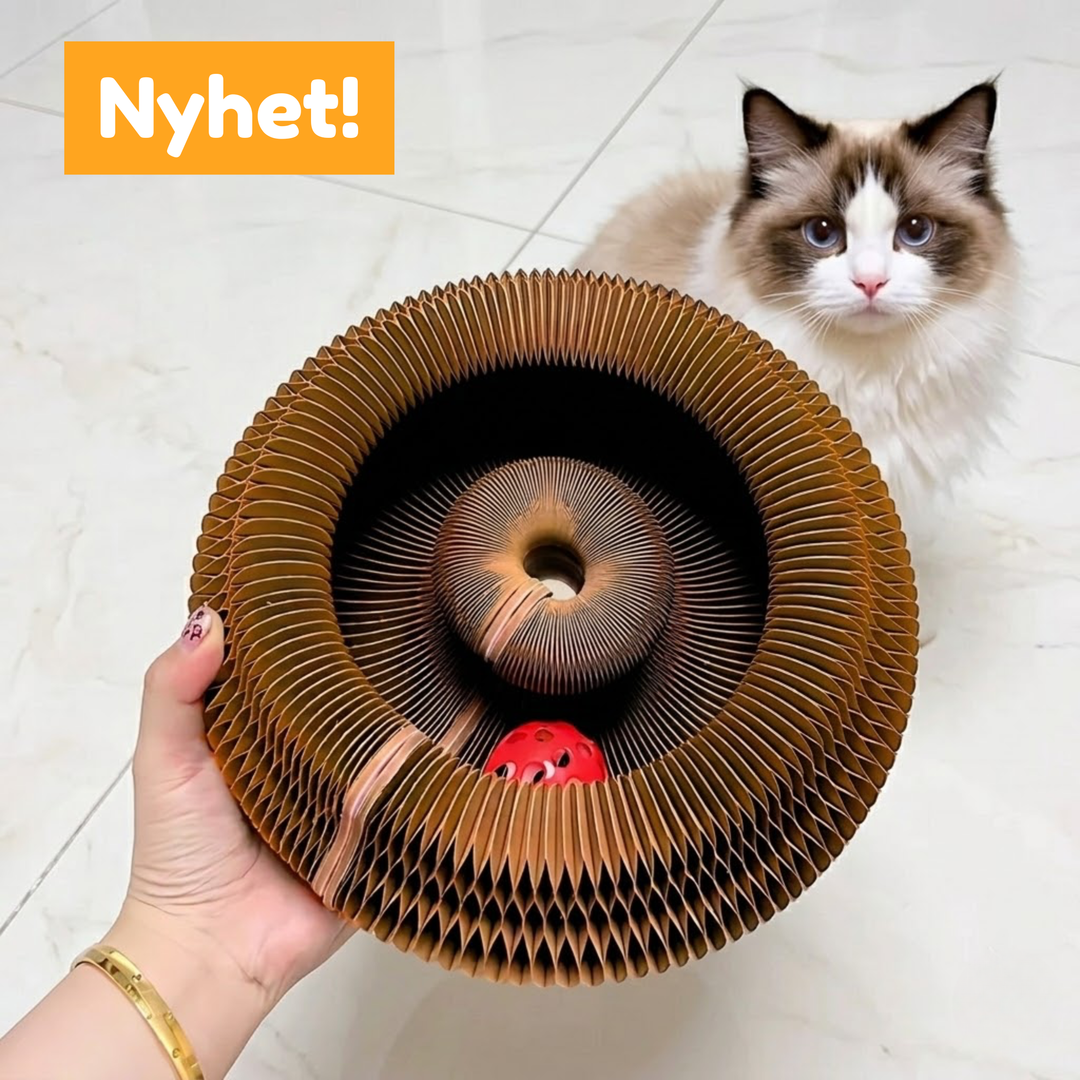 2-in-1 Kattenbed & Krabspeelgoed – Spelen én Ontspannen