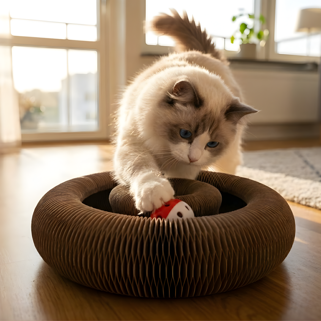 2-in-1 Kattenbed & Krabspeelgoed – Spelen én Ontspannen